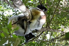 image of indri