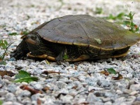 image of terrapin