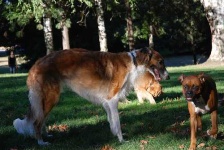 image of borzoi