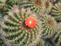 image of cactus