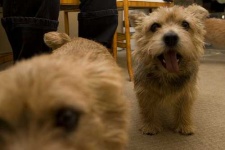 image of norwich_terrier