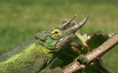 image of african_chameleon