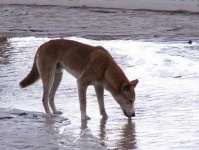 image of dingo