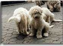 image of komondor
