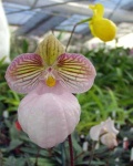 image of flower