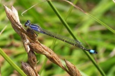 image of damselfly