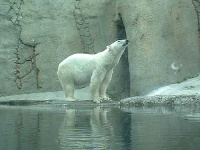 image of ice_bear
