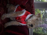 image of lakeland_terrier