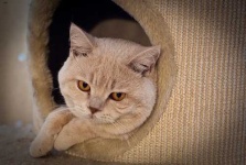 image of british_shorthair #11