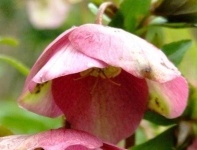 image of flower