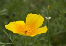 image of flower