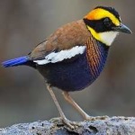 image of bird