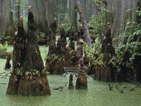 image of swamp