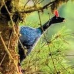 image of bird