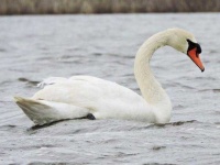image of swan #30