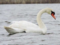image of swan