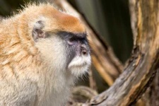 image of patas