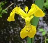 image of yellow_iris #22