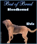 image of bloodhound
