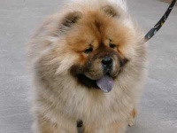 image of chow