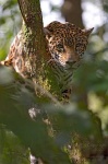 image of jaguar_car