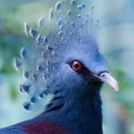 image of victoria_crowned_pigeon #10