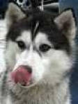 image of eskimo_dog