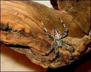 image of barn_spider