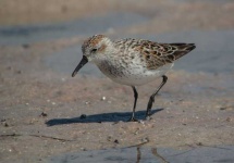 image of sandpiper #32