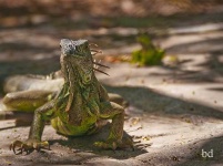 image of common_iguana