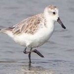 image of bird