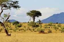 image of savanna
