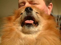image of pomeranian