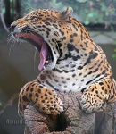 image of jaguar_car