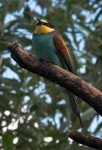 image of bee_eater #14