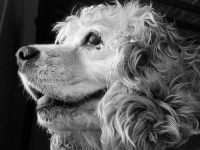 image of cocker_spaniel #29