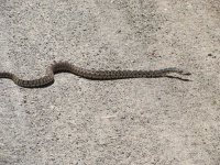 image of animal