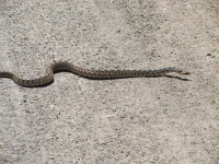 image of snake #2