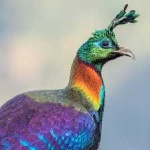 image of bird