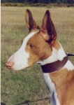 image of ibizan_hound