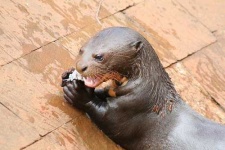 image of polecat