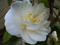 image of flower