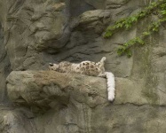 image of snow_leopard