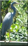 image of little_blue_heron