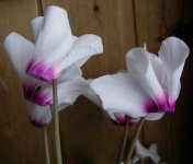 image of flower