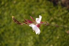image of flower