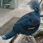 image of bird