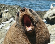 image of animal