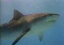 image of tiger_shark