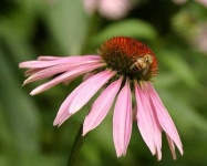 image of purple_coneflower